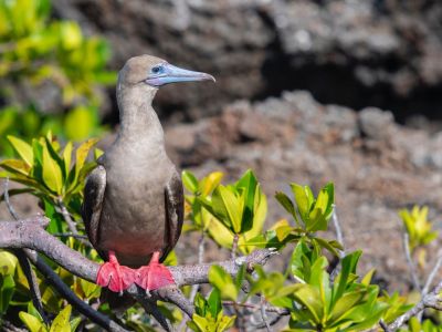 Rotfusstölpel, Insel Genovesa, Galapagos. Ausnahmsweise ein Tier, das nicht endemisch ist.