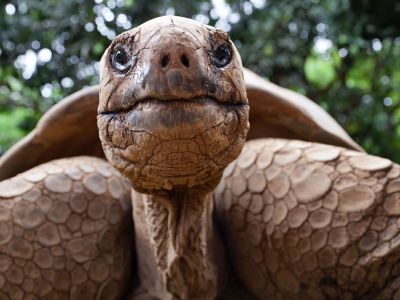 Galapagos-Schildkröte.