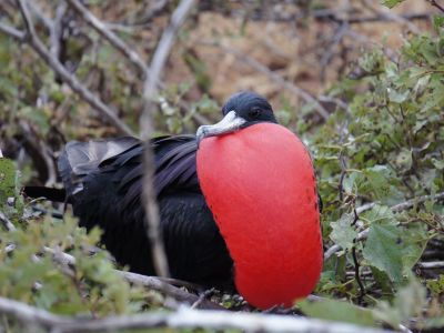 Fregattvogel, Insel Seymour Norte, Galapagos. Hier ein Männchen bei der Balz. Der rote aufgeblasene