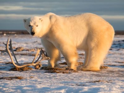 Eisbär an der Hudson Bay