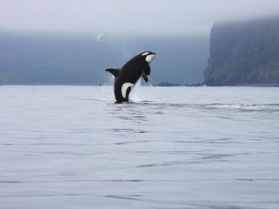 Fotografenglück: wenn der Orca einen Luftsprung macht.