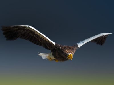 Ein Seeadler über Kamtschatka.