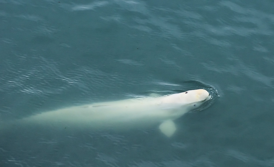 Belugas suchen ihre Nahrung bevorzugterweise an der Eiskante oder in Fjorden in der Nähe von Gletscher, um dort Fische, Krebstiere und andere Meeresorganismen zu finden. Bild: Michael Wenger