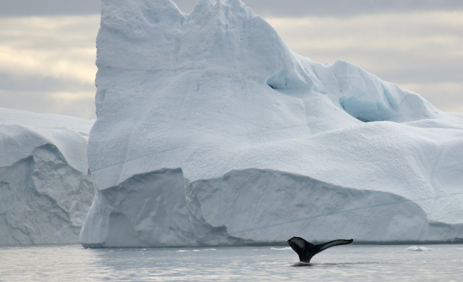 Die Baffin Bay, die zwischen Kanada und Westgrönland liegt, ist ein bekanntes und beliebtes Ziel der Walfänger gewesen. Doch die eisigen und gefährlichen Bedingungen hatten hohe Opfer gefordert, nicht nur an den Walen. Bild: Michael Wenger