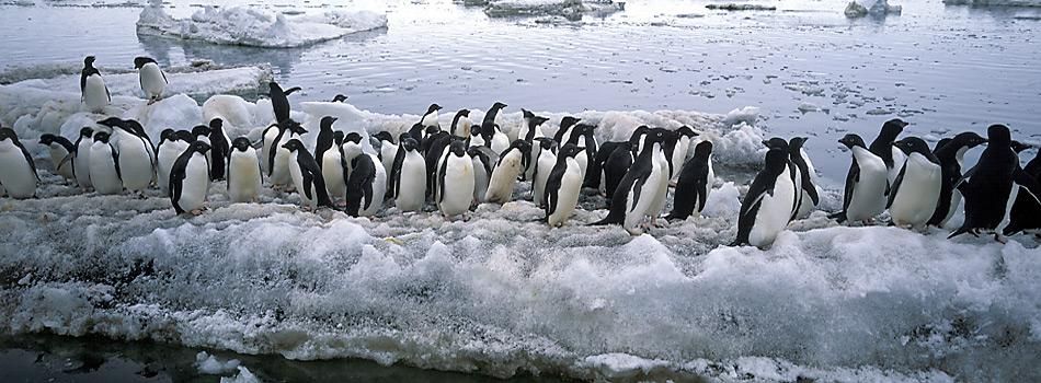 Adéliepinguine - Gewinner des Klimawandels