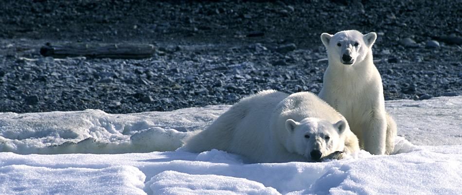 Eisbären sind älter als angenommen