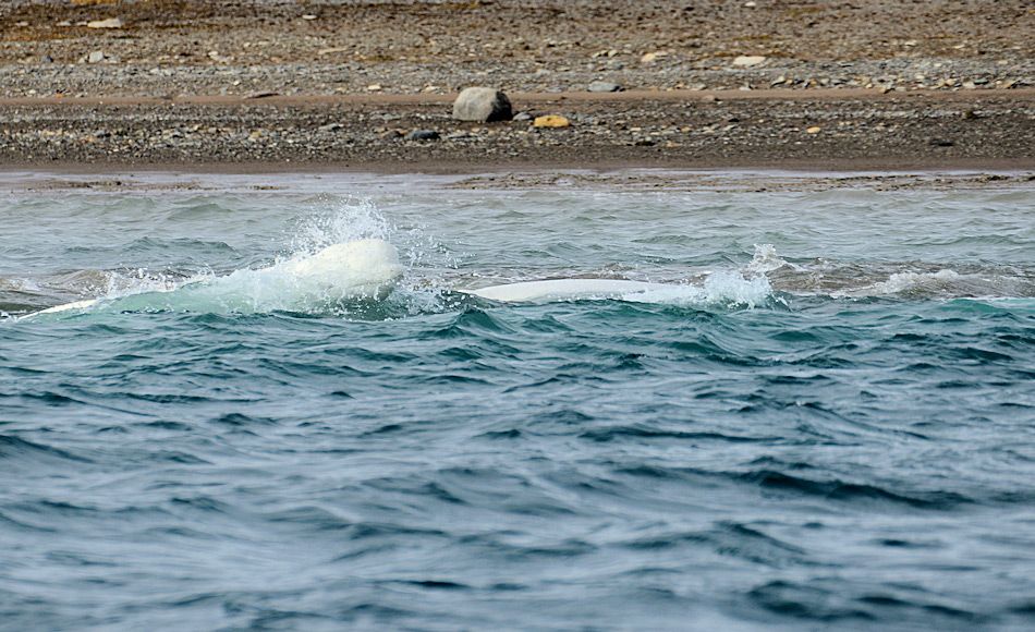 Belugas wählen Lodden statt Heilbutt in wärmeren Gewässern