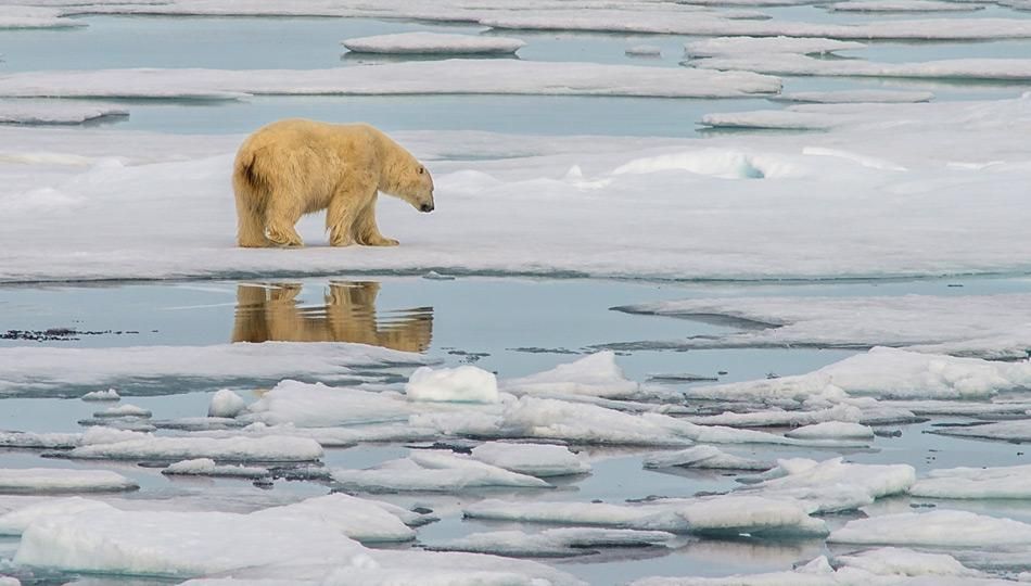 Erste hindernisreiche Eisbärenzählung seit 11 Jahren auf Svalbard beginnt